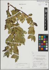 Foto von Salix mielichhoferi Saut.
